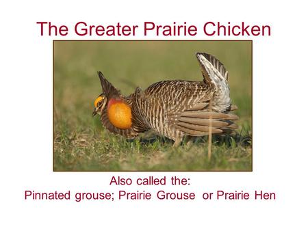 The Greater Prairie Chicken Also called the: Pinnated grouse; Prairie Grouse or Prairie Hen.