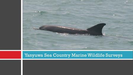 Yanyuwa Sea Country Marine Wildlife Surveys. Objective of the project  To gather and record information on where dolphins, dugongs and turtles are found.