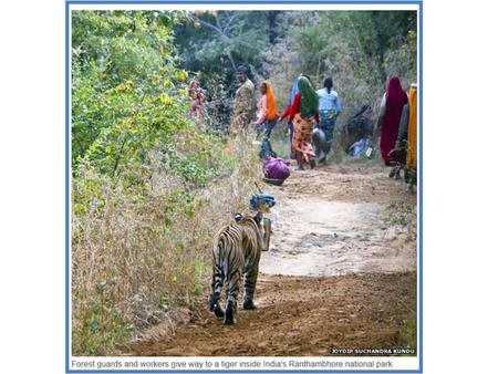 There are about 1,700 tigers left in the wild in India