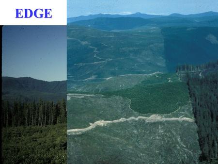 EDGE. Ecological and physical processes near beach- front and clearcut boundaries.