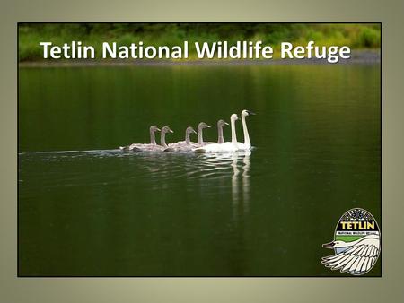 Tetlin National Wildlife Refuge. Nestled within this natural corridor, Tetlin Refuge welcomes thousands of birds and hundreds of visitors each year. Upper.