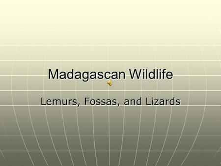 Madagascan Wildlife Lemurs, Fossas, and Lizards. Lemurs  Lemurs are endemic to Madagascar  There are 33 species of lemurs  Lemurs make a high pitched.