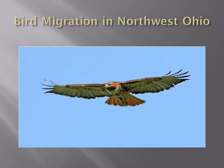  Lack of adequate food sources  In particular, insect-eating birds  Climate/weather  Ice cover on lakes  Waterbirds are forced to move south.