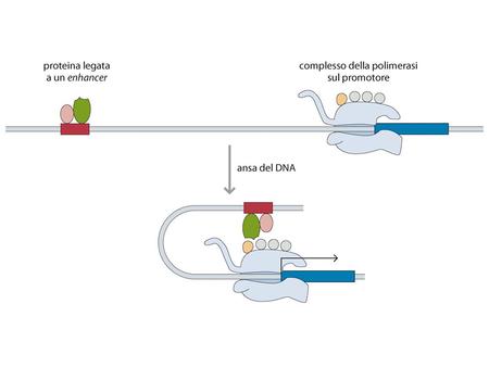 Figure 7.1 Genomes 3 (© Garland Science 2007) Figure 7.2 Genomes 3 (© Garland Science 2007)