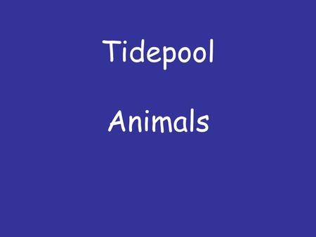 Tidepool Animals. Sea stars, sea urchins and other echinoderms have tube feet that act like suction cups. Why? Sea stars have tough skin and sea urchins.