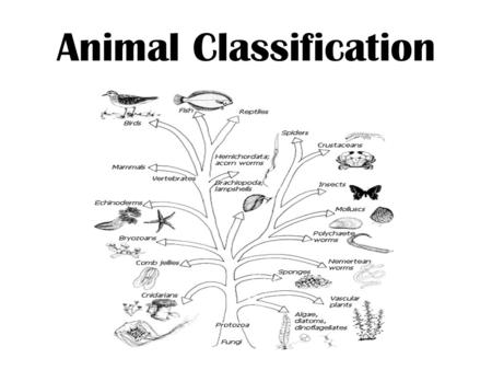 Animal Classification