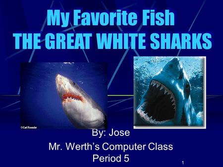 1 By: Jose Mr. Werth’s Computer Class Period 5 My Favorite Fish THE GREAT WHITE SHARKS My Favorite Fish THE GREAT WHITE SHARKS.