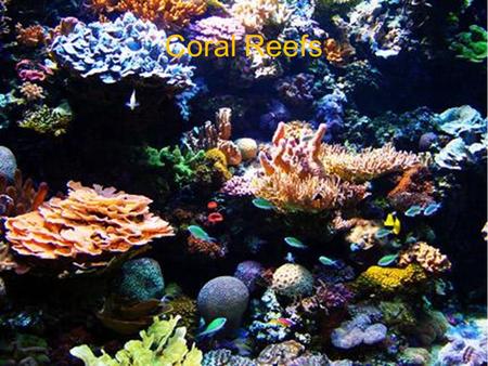 Coral Reefs. Map of Coral Reefs Around the Earth.