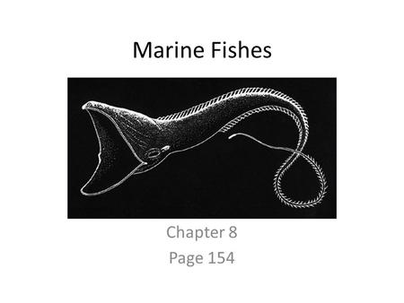 Marine Fishes Chapter 8 Page 154. Vertebrates Subphylum Vertebrata Four fundamental characteristics: – Have a backbone (Vertebral Column or spine with.