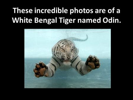 These incredible photos are of a White Bengal Tiger named Odin.