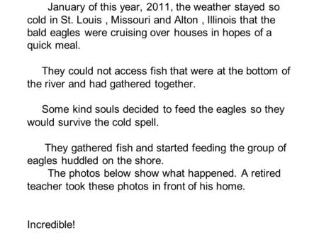 January of this year, 2011, the weather stayed so cold in St. Louis, Missouri and Alton, Illinois that the bald eagles were cruising over houses in hopes.