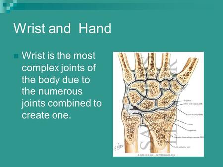 Wrist and Hand Wrist is the most complex joints of the body due to the numerous joints combined to create one.