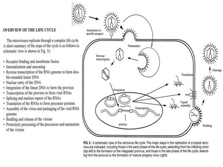 Expression of APOBEC3G in the virus-producing cell (left) can lead to abortive retroviral infection of the target cell (right). APOBEC3G is incorporated.