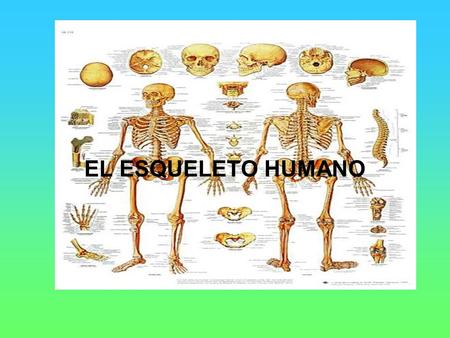 EL ESQUELETO HUMANO.