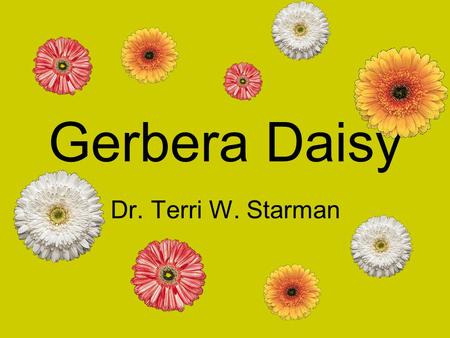 Gerbera Daisy Dr. Terri W. Starman. History Discovered by botanist Robert Jameson in 1878 Origin: South Africa The Botanical gardens in Kew, England identified.