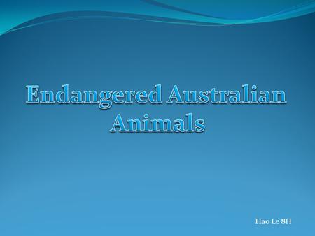 Hao Le 8H. One of the most endangered in Australia is the Southern Bent-wing Bat. Animals in Australia and in other parts of the world are becoming endangered.