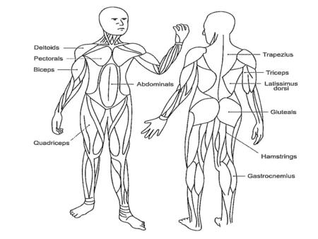 ABDOMINALS Strengthening Exercise LocationFunctionImportance Curl-ups, crunches, plank, leg lifts Cover stomach Bend forward at the waist Prevents injury.