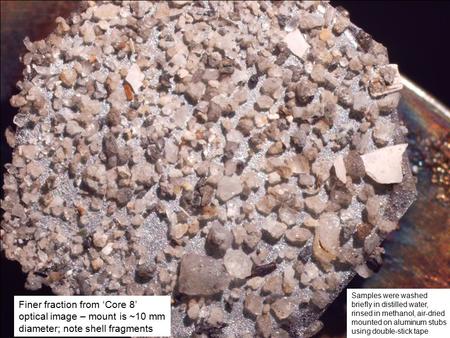 Finer fraction from ‘Core 8’ optical image – mount is ~10 mm diameter; note shell fragments Samples were washed briefly in distilled water, rinsed in methanol,