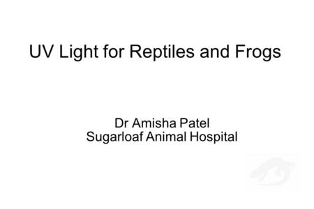 UV Light for Reptiles and Frogs Dr Amisha Patel Sugarloaf Animal Hospital.