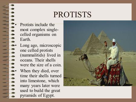 PROTISTS Protists include the most complex single-celled organisms on Earth. Long ago, microscopic one celled protists (nummalitids) lived in oceans. Their.