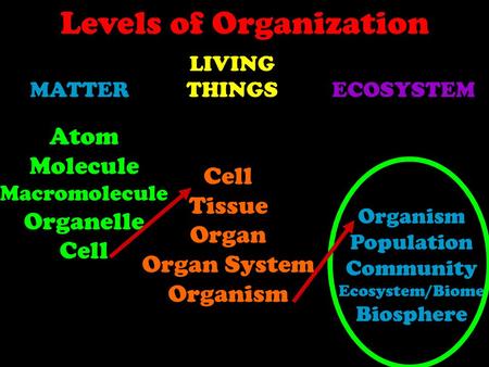 Levels of Organization