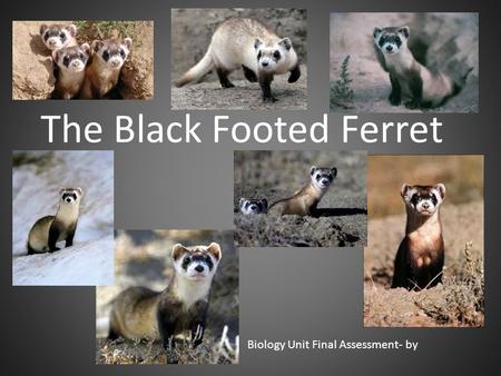 The Black Footed Ferret