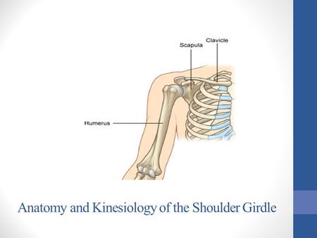 Anatomy and Kinesiology of the Shoulder Girdle