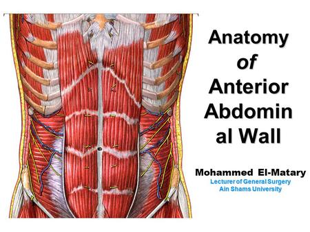 Anatomy of Anterior Abdominal Wall