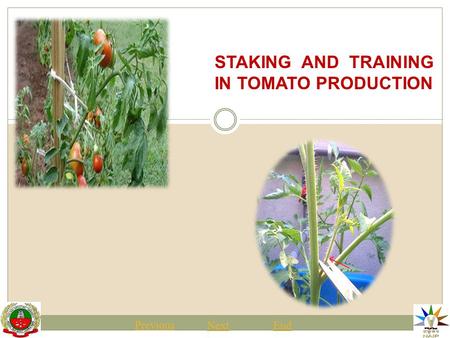 STAKING AND TRAINING IN TOMATO PRODUCTION Previous NextEnd.