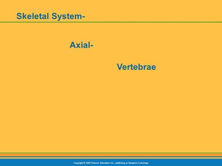 Copyright © 2009 Pearson Education, Inc., publishing as Benjamin Cummings Skeletal System- Axial- Vertebrae.