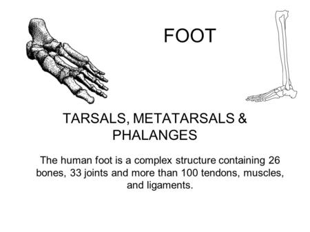 TARSALS, METATARSALS & PHALANGES