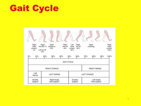 Gait Cycle.