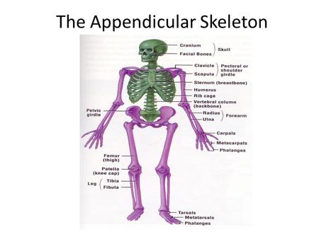 The Appendicular Skeleton