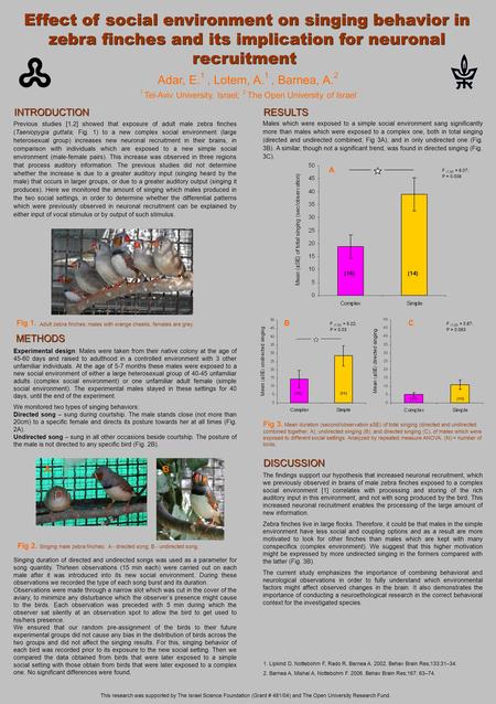 Adult zebra finches: males with orange cheeks, females are grey. Previous studies [1,2] showed that exposure of adult male zebra finches (Taeniopygia guttata;