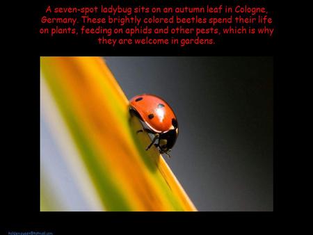 A seven-spot ladybug sits on an autumn leaf in Cologne, Germany. These brightly colored beetles spend their life on plants, feeding.