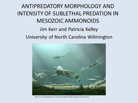 ANTIPREDATORY MORPHOLOGY AND INTENSITY OF SUBLETHAL PREDATION IN MESOZOIC AMMONOIDS Jim Kerr and Patricia Kelley University of North Carolina Wilmington.