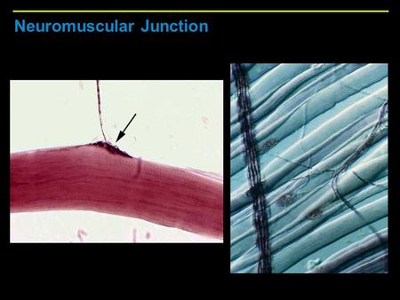 Neuromuscular Junction