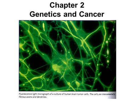 Chapter 2 Genetics and Cancer. Figure 24.1 Estimated number of new cases and deaths from specific types of cancer in the United States in 1997.