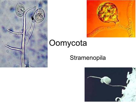 Oomycota Stramenopila.