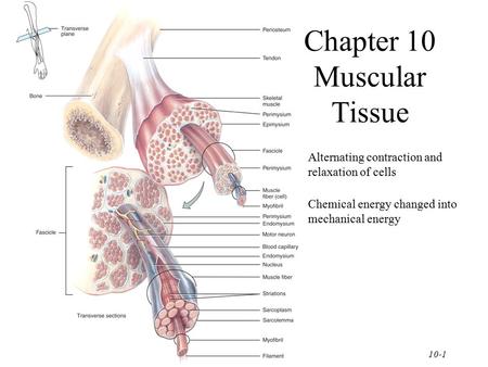 Chapter 10 Muscular Tissue