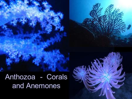 Anthozoa - Corals and Anemones. Anemones Corals.