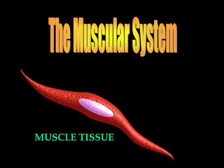 The Muscular System.