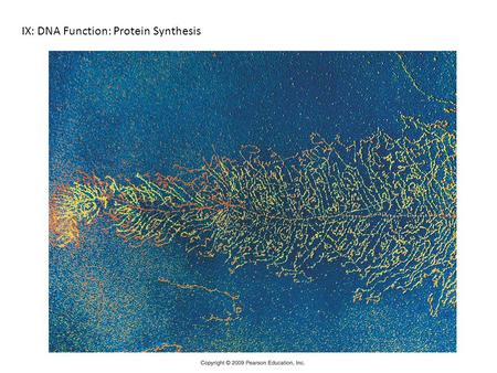 IX: DNA Function: Protein Synthesis