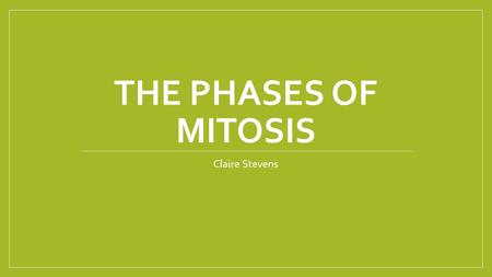 THE PHASES OF MITOSIS Claire Stevens. Interphase– Growth and preparation DNA is in its chromatin state Cell grows bigger The cell is making protein necessary.