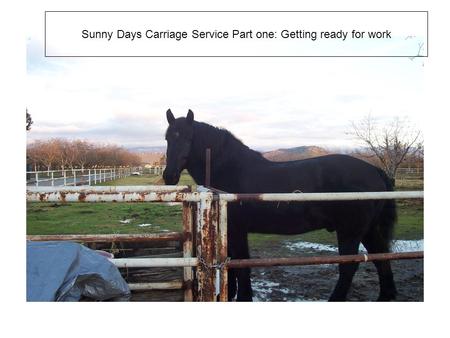 Sunny Days Carriage Service Part One of Getting ready Sunny Days Carriage Service Part one: Getting ready for work.