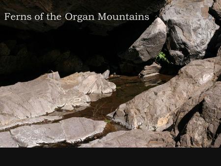 Ferns of the Organ Mountains. Outline: 1.What are ferns? -features; life cycle; special characteristics like sori and gametophytes; desert adaptations.