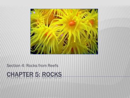 Section 4: Rocks from Reefs.  Structure of calcite (calcium carbonate - CaCO 3 ) skeletons built up by coral animals in warm, shallow ocean water.