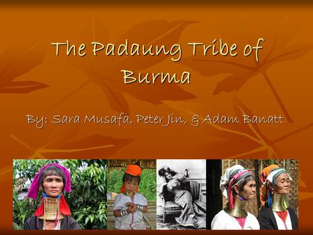 The Padaung Tribe of Burma By: Sara Musafa, Peter Jin, & Adam Banatt.