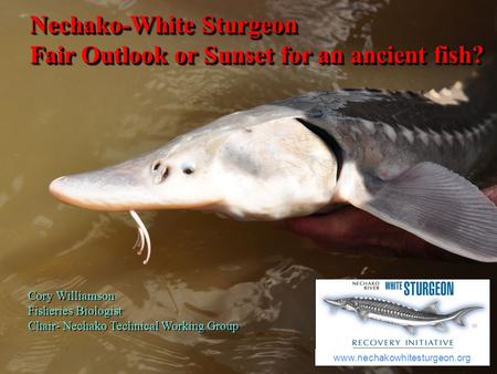 Nechako-White Sturgeon Fair Outlook or Sunset for an ancient fish? Nechako-White Sturgeon Fair Outlook or Sunset for an ancient fish? Cory Williamson Fisheries.