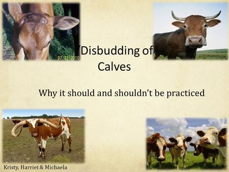 Dehorning/Disbudding of Cattle and Calves